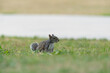 The grey squirrel (Sciurus carolinensis)