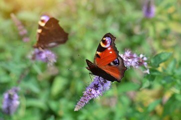 Wall Mural - Colorful peacock butterfly, also called the European peacock or Aglais io, in its natural habitat collects nectar on a flower on a summer day.