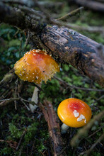 Oregon Coast Mushrooms