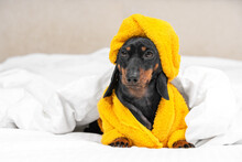 Dachshund Puppy In Yellow Bathrobe And With Towel Wrapped Around Its Head Like Turban Is Lying In Bed, Under Duvet Waiting For Spa Treatments Or Massage. Pet Is Going To Sleep After Taking Shower.