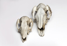 Kangaroo And Wallaby Skulls Taxidermy On White Background. Front View. Australian Animals Skulls