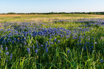 Wall Mural - Blue Bonnets in a Texas field during a wonderful spring day.