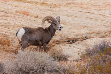 Wall Mural - Desert bighorn sheep in red rock mountains