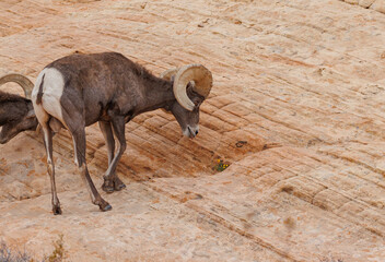 Wall Mural - Desert bighorn sheep in red rock mountains