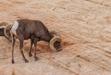 Wall Mural - Desert bighorn sheep in red rock mountains