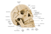 Human Head Bone Skull Diagram With Parts Name For Medical Education