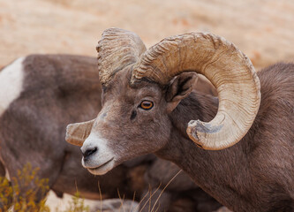 Sticker - Desert bighorn sheep in red rock mountains