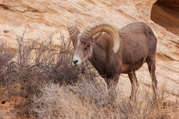 Wall Mural - Desert bighorn sheep in red rock mountains