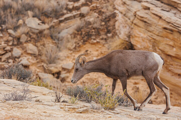 Wall Mural - Desert bighorn sheep in red rock mountains