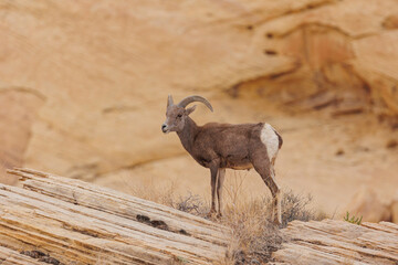 Wall Mural - Desert bighorn sheep in red rock mountains