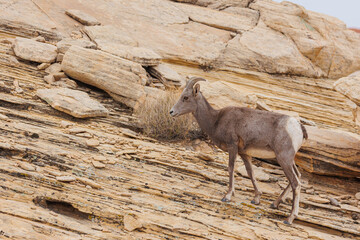 Wall Mural - Desert bighorn sheep in red rock mountains