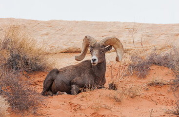 Wall Mural - Desert bighorn sheep in red rock mountains