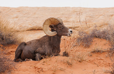 Wall Mural - Desert bighorn sheep in red rock mountains