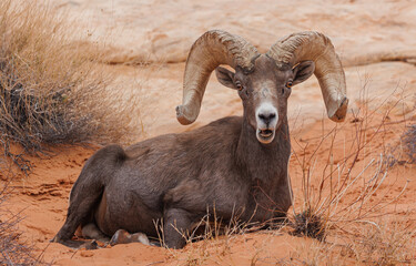 Wall Mural - Desert bighorn sheep in red rock mountains