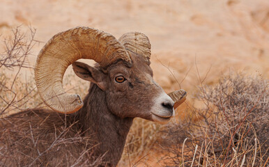 Wall Mural - Desert bighorn sheep in red rock mountains