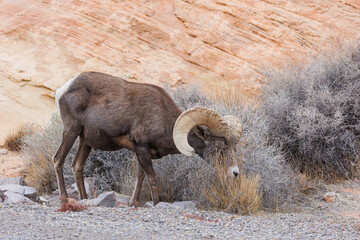 Wall Mural - Desert bighorn sheep in red rock mountains
