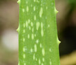 canvas print picture - aloe vera plant close up