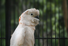 Close Up Of A White Parrot On A Blurred Background