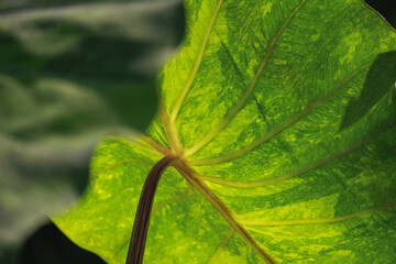 Colocasia is aquatic plants with green leaf close up,Ornamental plant in a garden, green plants leaf, Rain forest plants