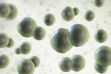 Poster - Blastomyces dermatitidis fungi, yeast form