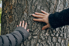 Autumn, Two Hands Touch The Trunk Of A Tree, A Woman's And A Child's Hand Touch The Textured Bark Of The Tree. Co-conception Of The Connection Between Humans And Nature