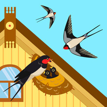 Swallow's Nest Under The Roof Of The House. A Family Of Swallows Feeds Their Chicks. Nature Spring Life Illustration.