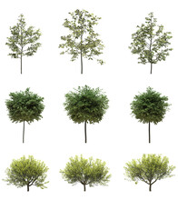 Cutout Tree For Use As A Raw Material For Editing Work. Isolated Green Deciduous Tree On White Background, 3D Illustration, Cg Render