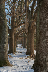 Poster - View of the alley.