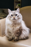 Fototapeta Koty - beautiful fluffy gray cat with blue eyes sits in a chair