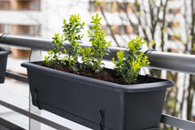 Young Boxwood Bushes Grow In Flower Pots On The Balcony.