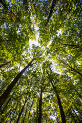 green forest in spring time