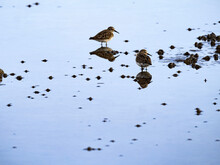 Little Stint, Calidris Minute, Looking For Food In Shallow Water, Costa Rica