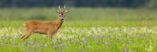 Panoramic View Of Roe Deer, Capreolus Capreolus, Buck Standing On A Blooming Summer Meadow With Copy Space. Male Mammal With Antlers Looking Into Camera.