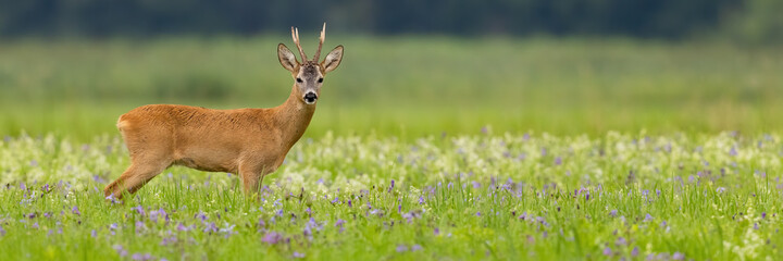 Wall Mural - panoramic view of roe deer, capreolus capreolus, buck standing on a blooming summer meadow with copy