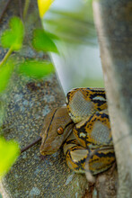 Rice Field Python
Beautiful Black And Yellow Striped Rice Field Snake