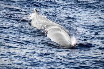 Wall Mural - white albino Sperm Whale head at sunset while blowing