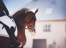 Portrait Of A Beautiful Bay Horse With A Braided Mane And A Rider In The Saddle On A Sunny Day. Equestrian Competitions. Horse Riding. Dressage.
