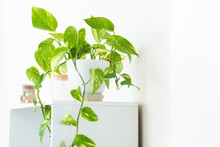 Green Leaves On Pothos House Plant On White