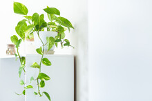 Green Leaves On Pothos House Plant On White
