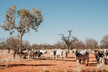 Calves And Cow On A Shrubland
