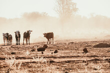 Calves In Dry Paddock On Dusty Farm