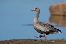 Greylag Goose On The West Coast In Sweden