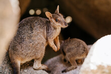 The Allied Rock-wallaby Or Weasel Rock-wallaby (Petrogale Assimilis) Is A Species Of Rock-wallaby Found In Northeastern Queensland, Australia.
