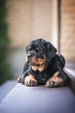 Portrait Of Cute Happy Black Puppy Of Rottweiler Dog Laying On The Purple Stairs On The Background Of Brick Wall
