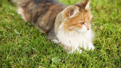 Wall Mural - Arrogant short-haired domestic funny tabby cat sneaks through fresh green grass meadow background. Kitten walks outdoors in garden backyard on summer day. Pet care health and animals concept