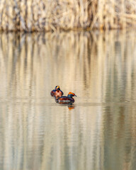 Canvas Print - Beautiful Horned grebe pair in a lake