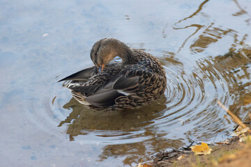 duck clean feathers