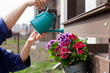 © Dina - woman watering colorful geranium flowers with watering can in the backyard garden of her house