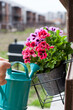 © Dina - woman watering colorful geranium flowers with watering can in the backyard garden of her house