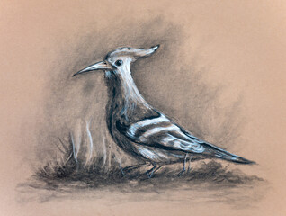 Eurasian Hoopoe drawing